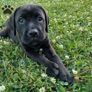 Anne, Boxador Puppy